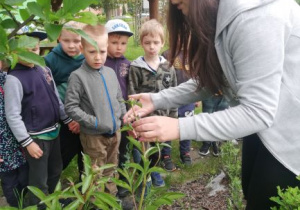 nauczycielka objaśnia dzieciom budowe roślin w ogrodzie przedszkolnym