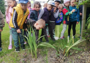 nauczycielka objaśnia dzieciom budowe roślin w ogrodzie przedszkolnym