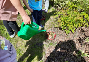 nalewamy wodę do poidełek dla pszczół w ogrodzie przedszkolnym