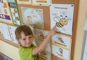 Dziewczynka pokazuje obrazek z budową pszczoły.
