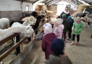 Mała dziewczynka karmi alpaki.