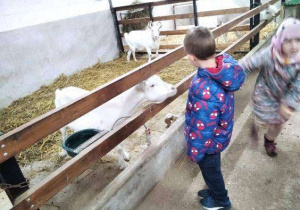 Chłopiec stoi obok kozy.